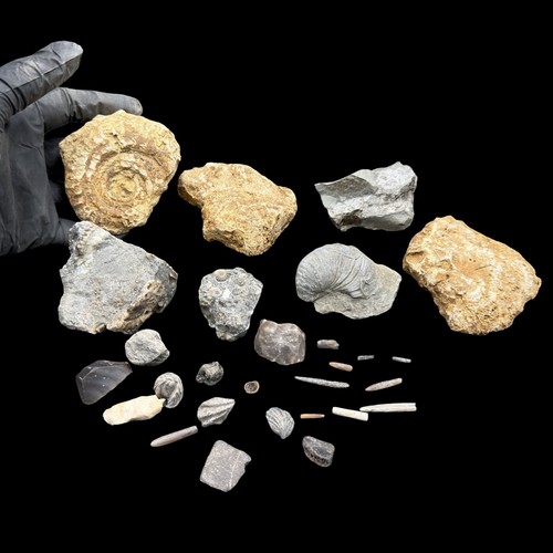 1kg british fossil mix - british, mix,