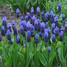 Muscari Latifolium Early