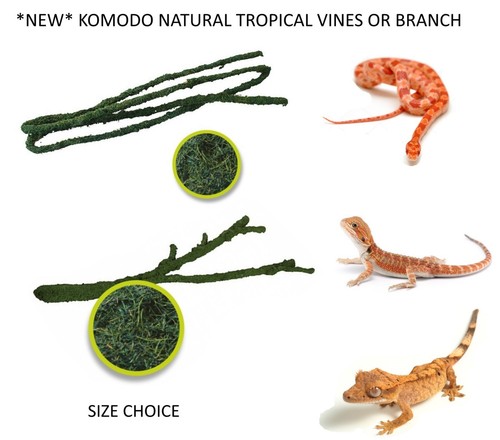 Komodo reptile natural - komodo,