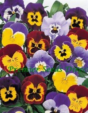 PANSY  JOLLY JOKER F2 MIXED 50 SEEDS (WINTER HARDY)