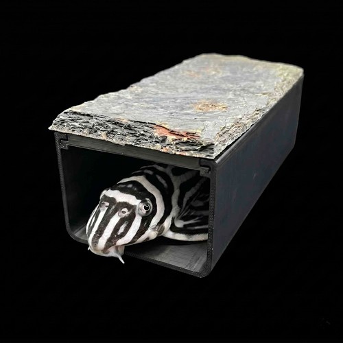 Zebra pleco breeding cave 10cm - pleco,