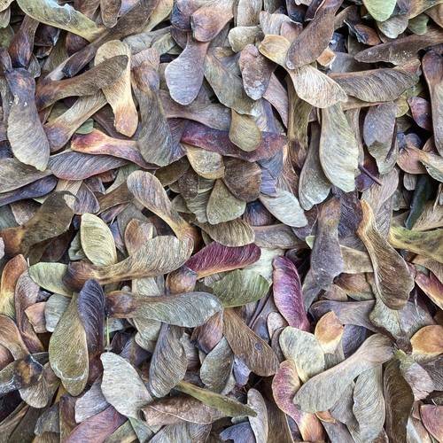 Crimson king purple - purple, norway