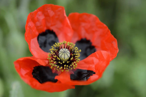 Poppy ladybird 0 - poppy, 0.2g