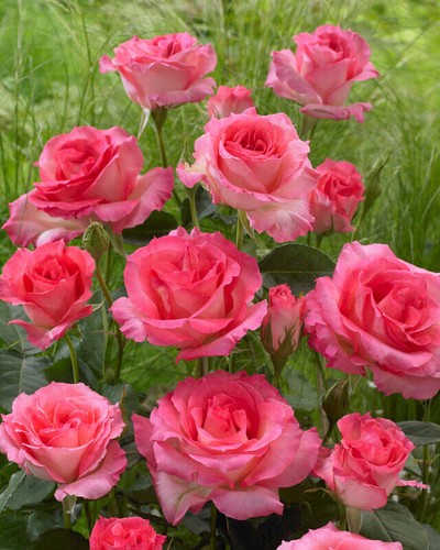 Eternal pink rose - eternal,