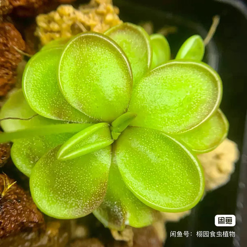 Pinguicula omega rare - pinguicula, 'omega'