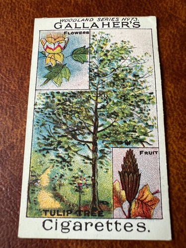 Gallaher woodland trees - -,