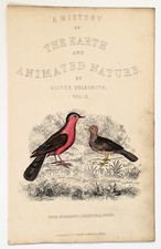 PIGEON or DOVE Bird, Antique Hand Coloured Print 1846 Goldsmith Cuvier