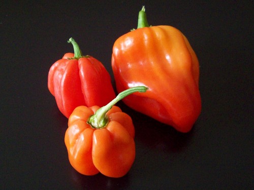 Capsicum chinense - capsicum,