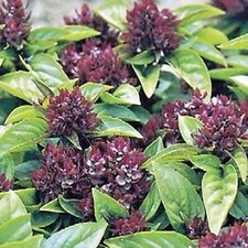 BASIL THAI OCIMUM BASILICUM UK