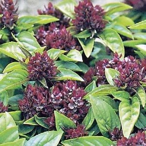 Basil thai ocimum - ocimum, uk