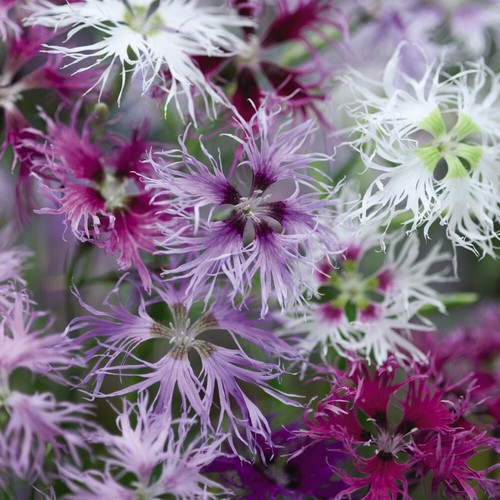 Thompson morgan dianthus - thompson,