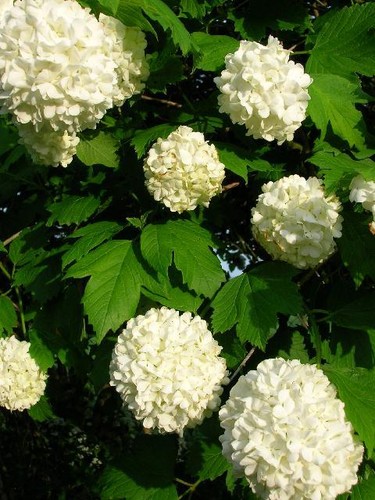 4ft viburnum opulus roseum - 3-4ft,