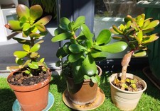 1xJade Plant  houseplant Money