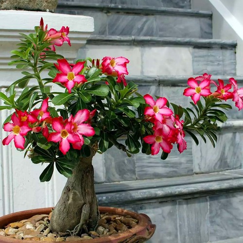 Adenium obesum seeds - seeds, –