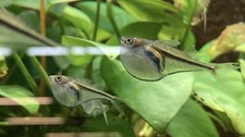 Group of 3/6/12 Pygmy