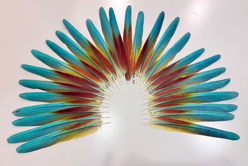 Parrot macaw feather crafts - feather,
