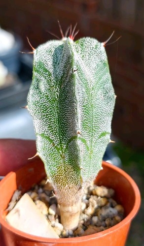 Astrophytum ornatum - ornatum, v