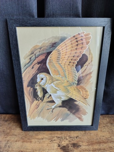 Framed colour print barn - print, owl