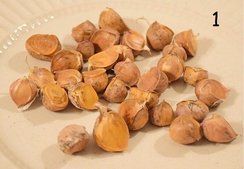Garlic for planting genuine - for,