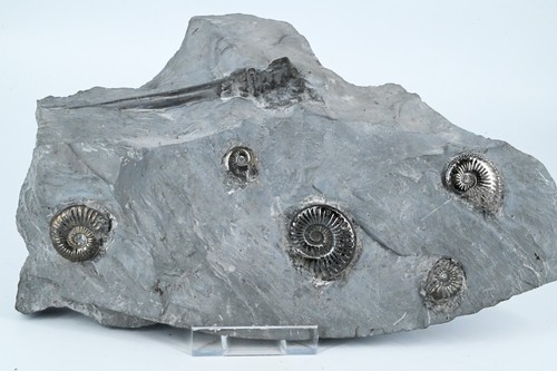 Ammonites pyritized and large - ammonites,
