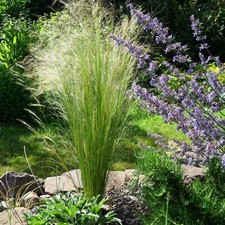 Pony Tails Grass - 3 Plants -