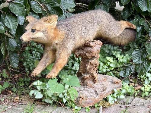 Vintage red fox leaping full - red,