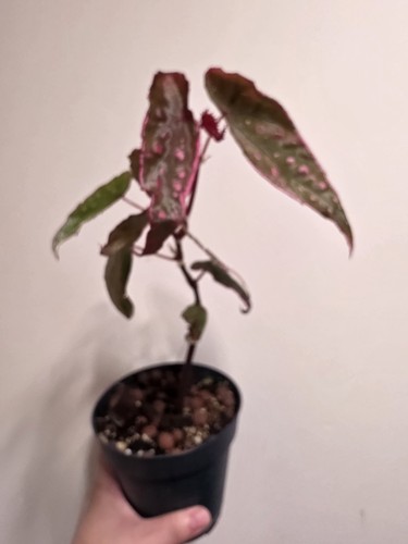 Rare begonia hybrid - rare,