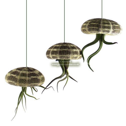 Tillandsia jellyfish air - x,
