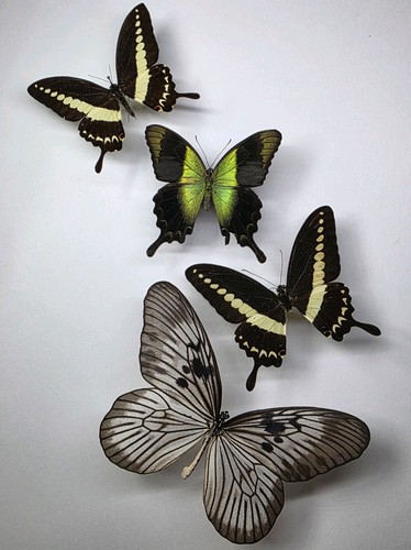 Real butterfly collection 4 - butterfly,