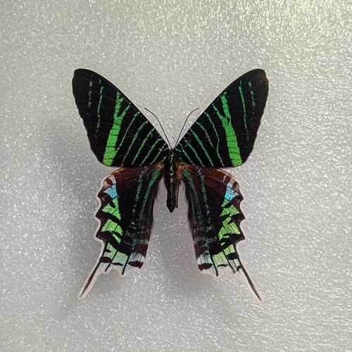 Urania leilus green - urania,