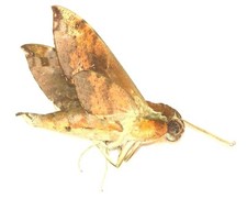 LEPIDOPTERA, SPHINGIDAE