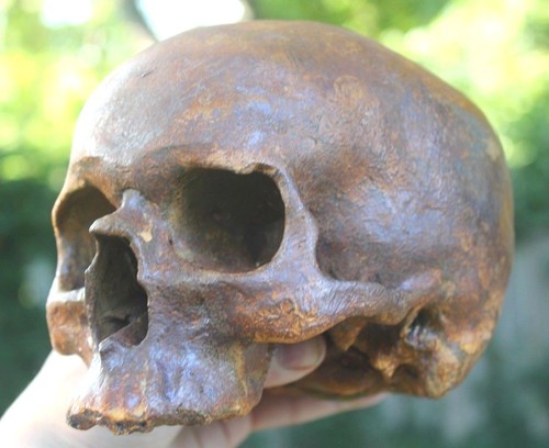Human skull anatomical medical - human,