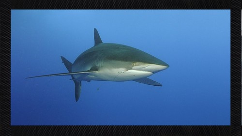 Silky shark sea life ocean - sea,