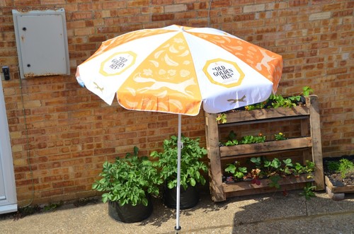 Old golden hen parasol 7m - golden,