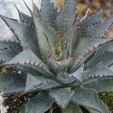 10 Different Mangave STARTER