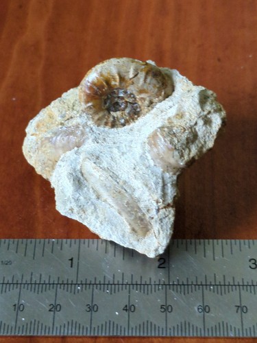 Fossil ammonite ludwigia - fossil, ammonite,