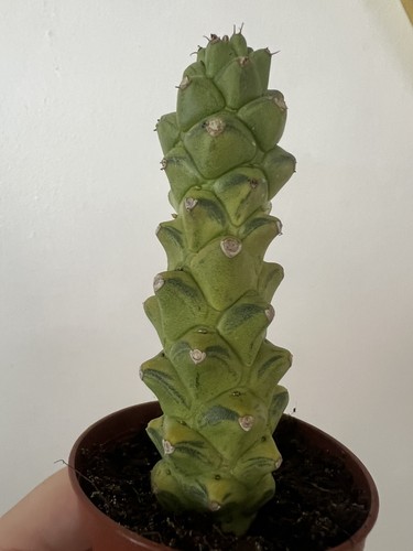 Euphorbia ritchiei variegated - ritchiei,