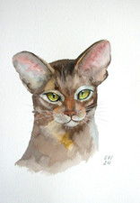 Cat with amber eyes Original