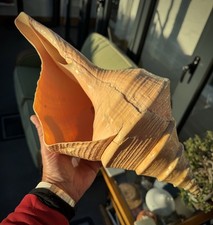 Beautiful Large Seashell, Conch Sea Shell, Australian Trumpet, Giant Syrinx ~16"