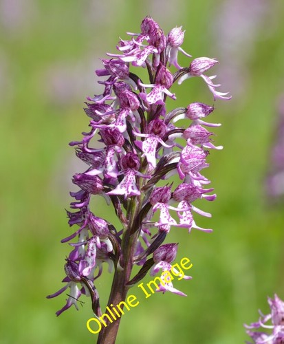 Photo 6x4 monkey orchid - monkey, at