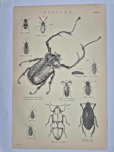 Antique print 1870 beetles - 1870,