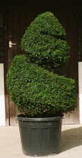 Real XL Yew (taxus baccata) Spiral Topiary, UK Grown