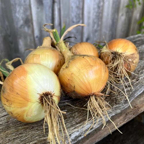 Onion ailsa craig vegetable - craig,