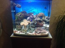 Resun DMS-500PL Marine Fish Tank Setup | Skimmer, Wave Maker, Pumps, Live Rock