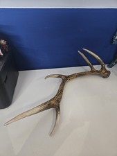 Large Red Deer Stag Antler