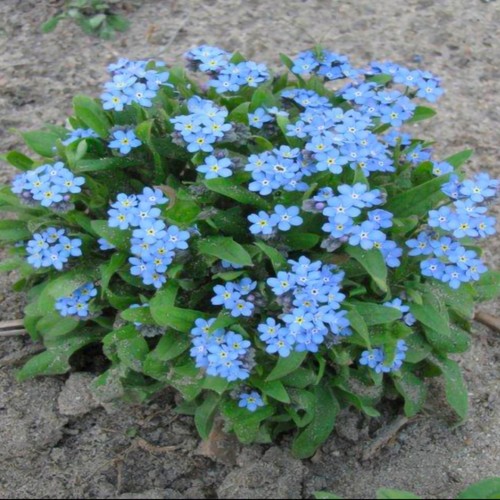 Forget not plant plugs - forget,