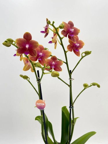 Fragrant orchid orange - orchid,