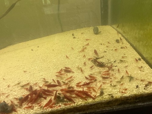 For red cherry shrimp - $18,