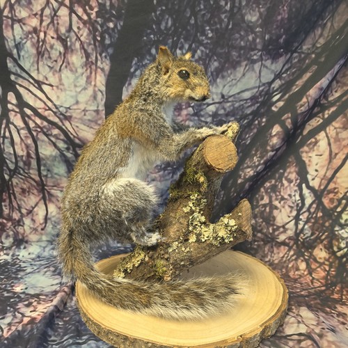 European grey squirrel - grey,