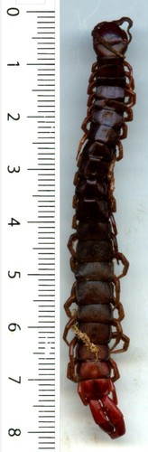 Scolopendre scolopendra sp - scolopendre,